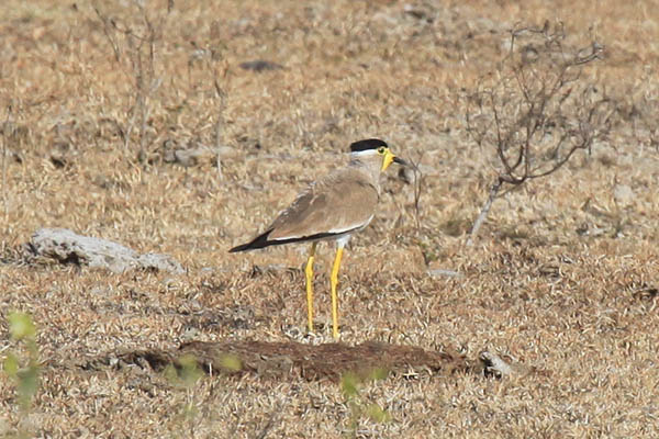 Yellow-wattled Lapwing